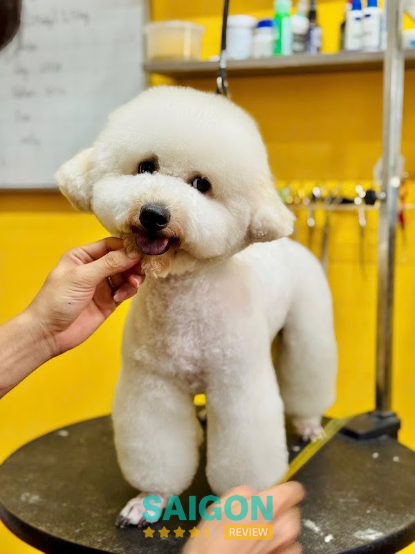 Dịch vụ grooming tại Chú Điếc Vũng Tàu