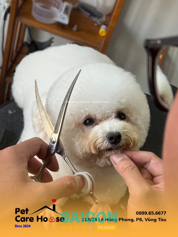 Dịch vụ tắm tỉa chó mèo tại Pet Care House