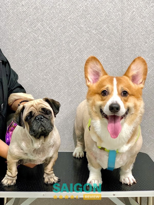 Spa chó mèo tại Bơ Shi Pet
