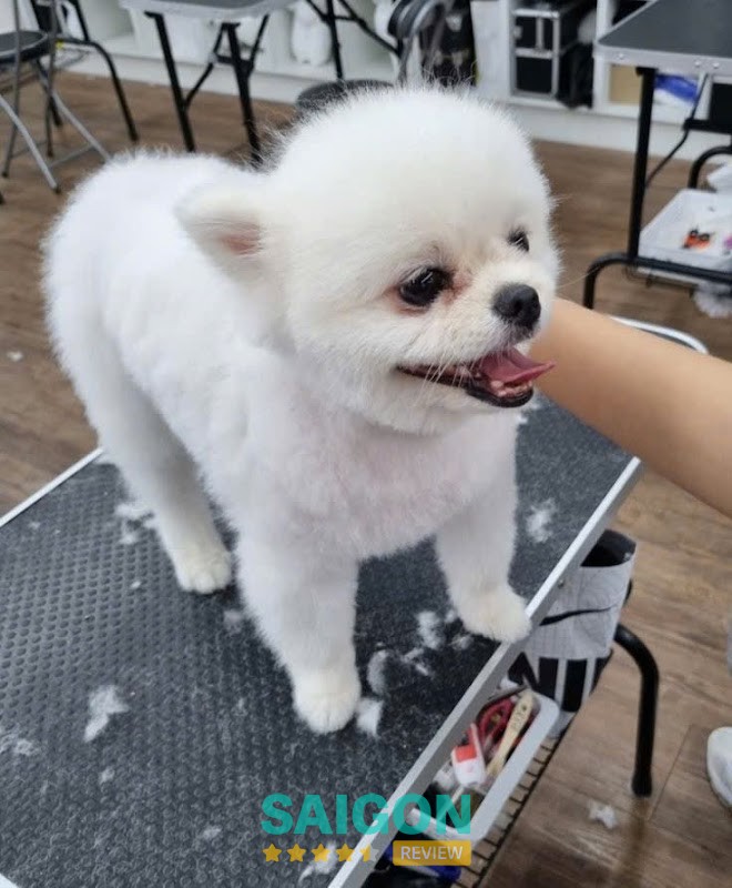 Thú Y Grooming & Spa Dog Family Vũng Tàu