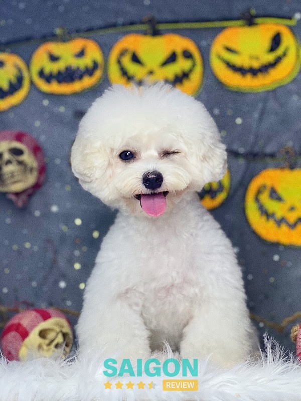 Cắt tỉa tạo kiểu tại Sammi Pet Salon