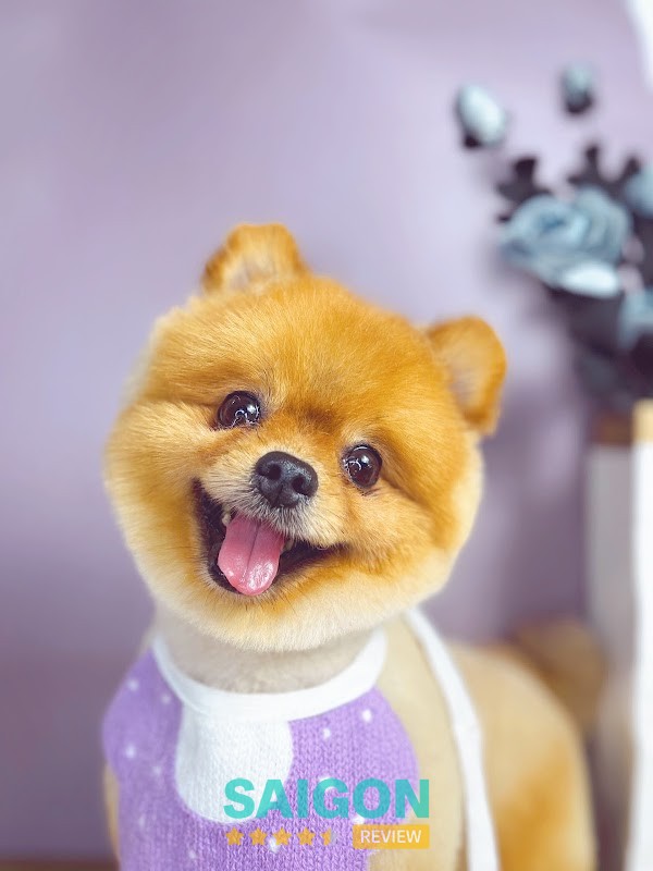 Dịch vụ grooming Sammi Pet Salon